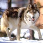 mexican-wolf-agfd