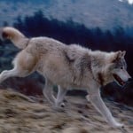 idaho_wolfrunning