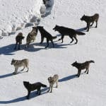 512px-Yellowstone_Wolves