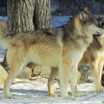 denali_aidan
