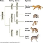 carnivora_phylogeny