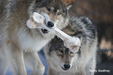 gray wolves diet