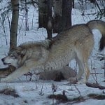 wcs_13_lucas_forestretch