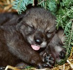 When born, pups are limited to whimpers and yelps