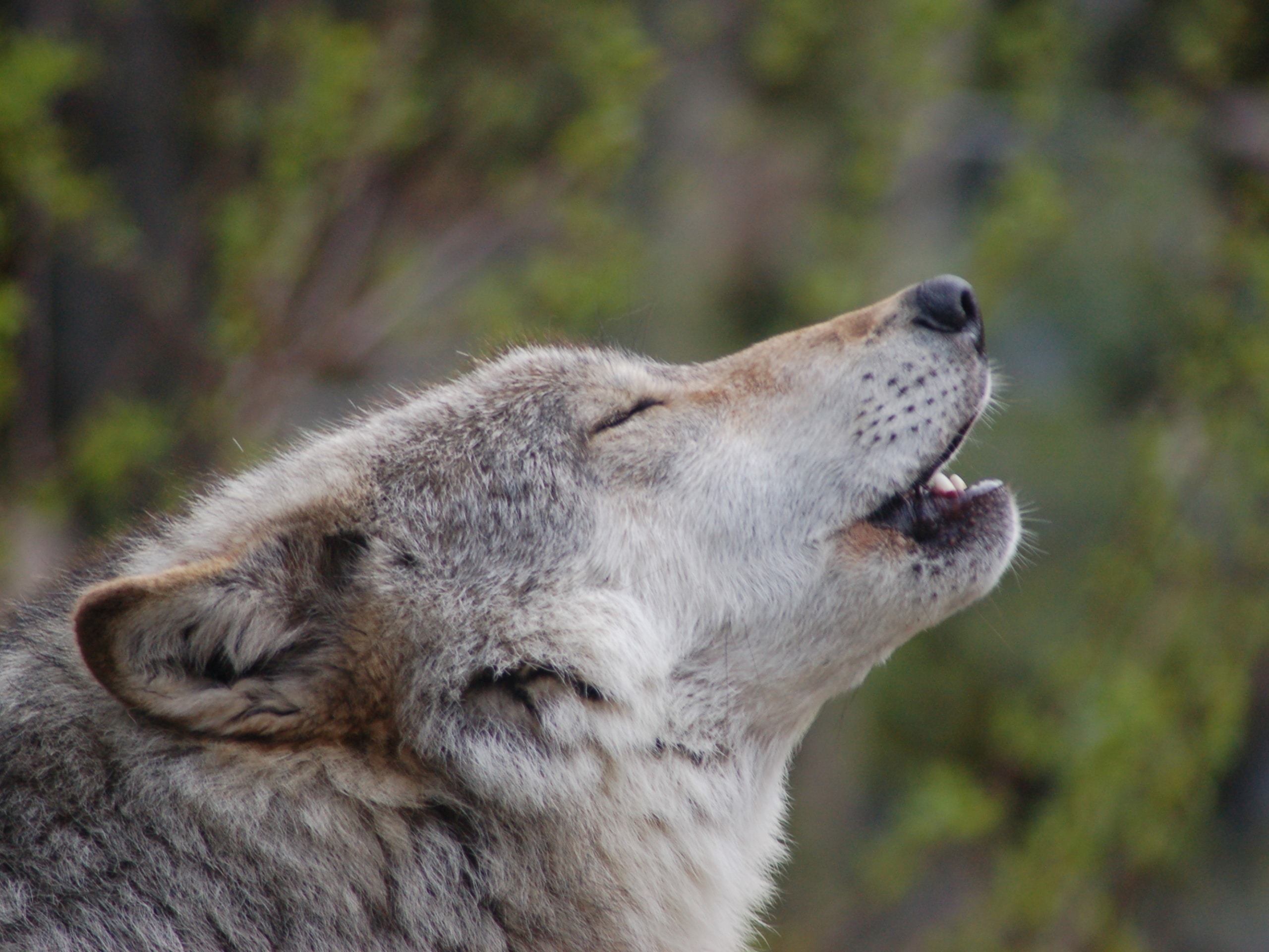 wolf howling picture