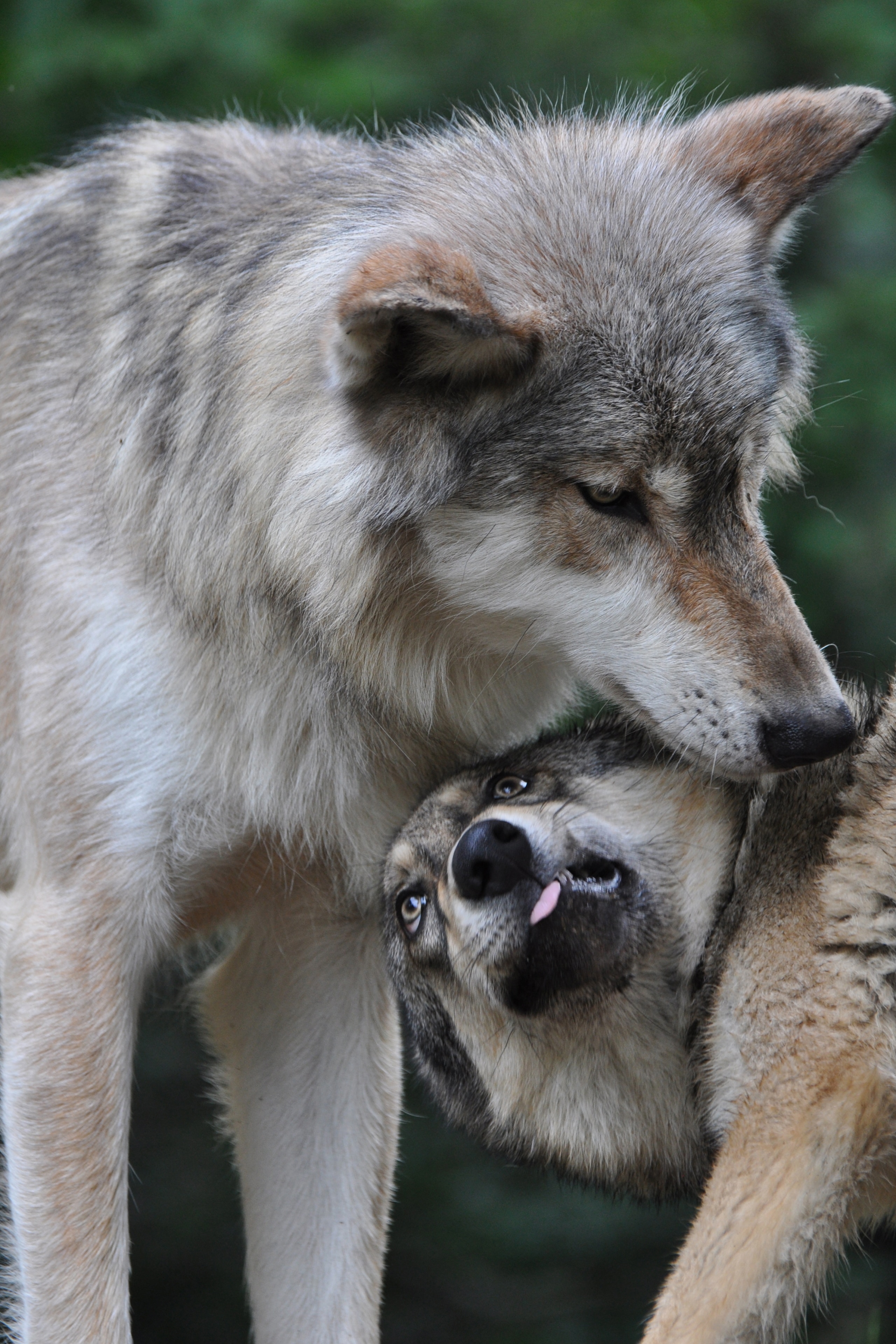 Communication | International Wolf Center