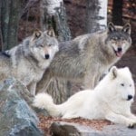 Gray wolves are not always gray in color