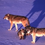 rpeterson_08_99 (10)