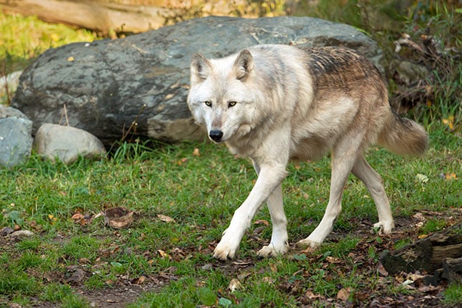 wolf gray sneakers