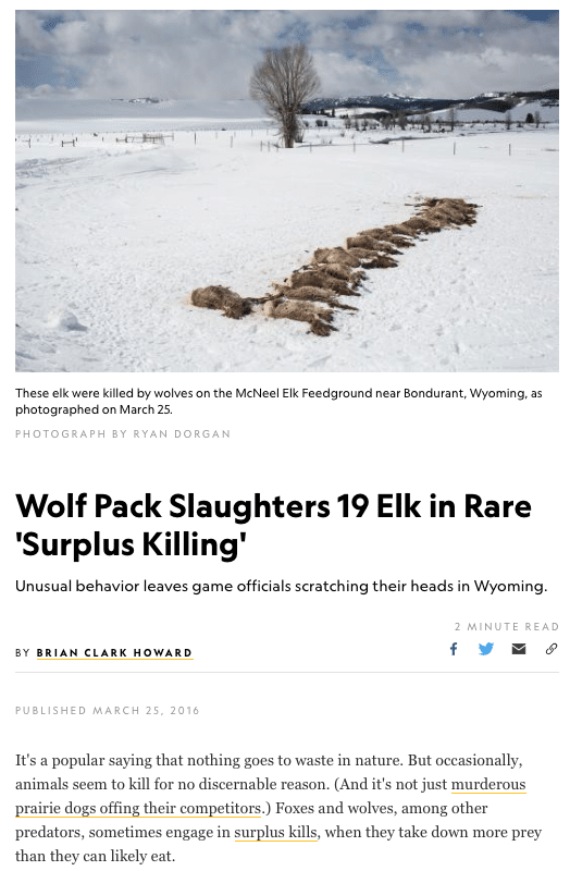Do wolves kill for sport? | International Wolf Center