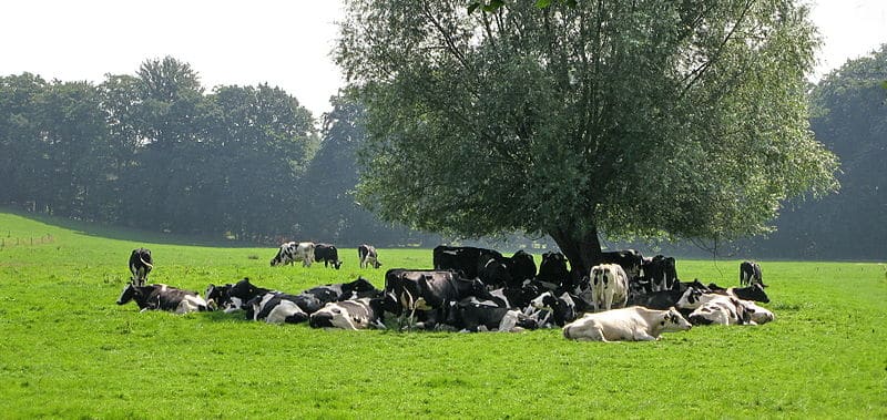 Cattle resting in a pasture (Photo by Axel Hartmann)