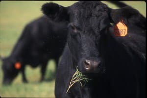 Beef cattle in Wisconsin