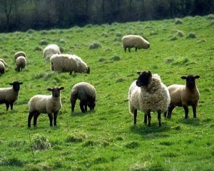 Sheep in Wyoming