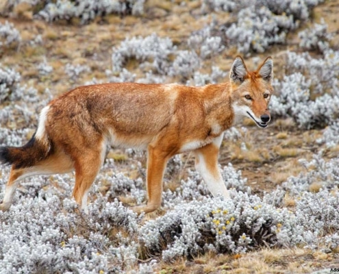 ethiopian_wolf 