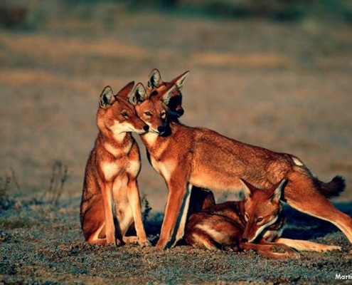 ethiopian_wolves