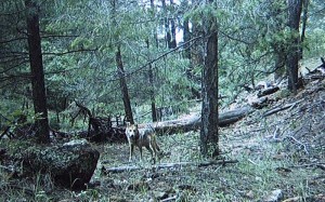 Dark Canyon AM992 in the summer of 2010 (Photo courtesy of the Mexican Wolf Interagency Field Team.)