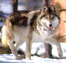 mexican-wolf-agfd