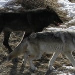 Black phase and gray phase wolves