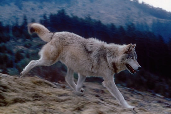 idaho gray wolf