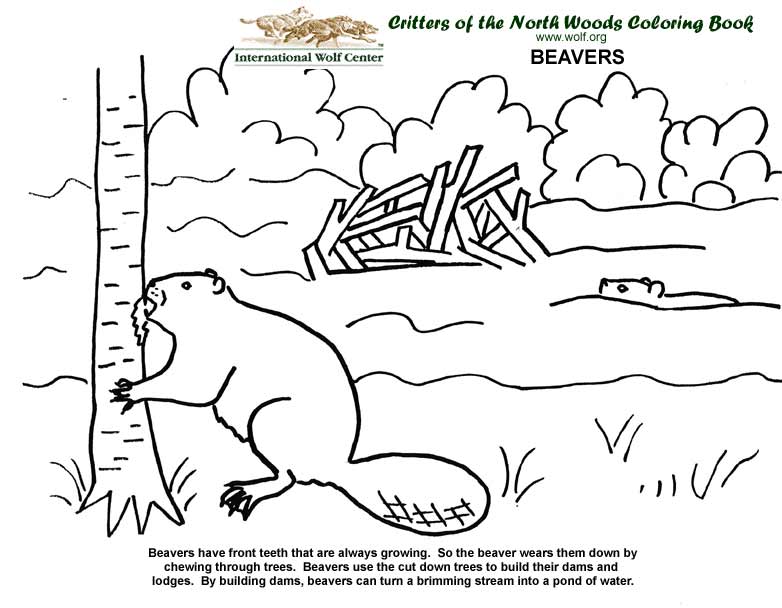 coloring book  international wolf center
