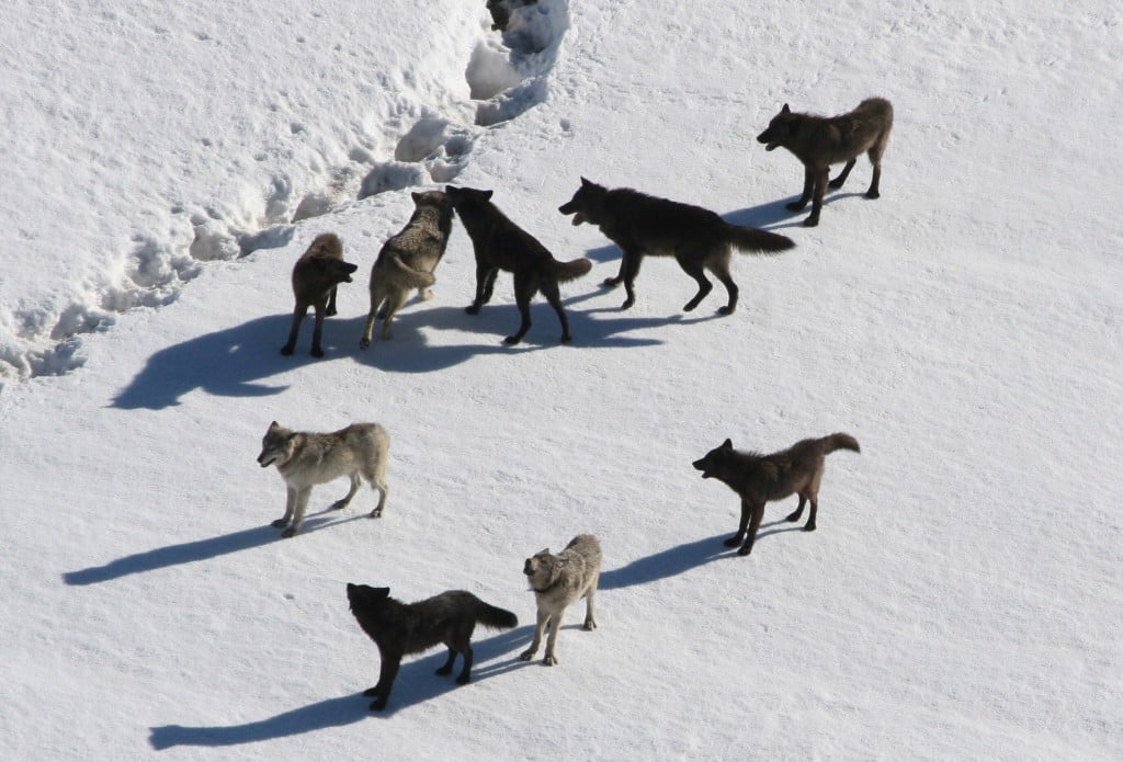 A wolf pack howling and greeting each other in a snowy landscape in Yellowstone National Park.