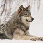 Great Lakes wolf