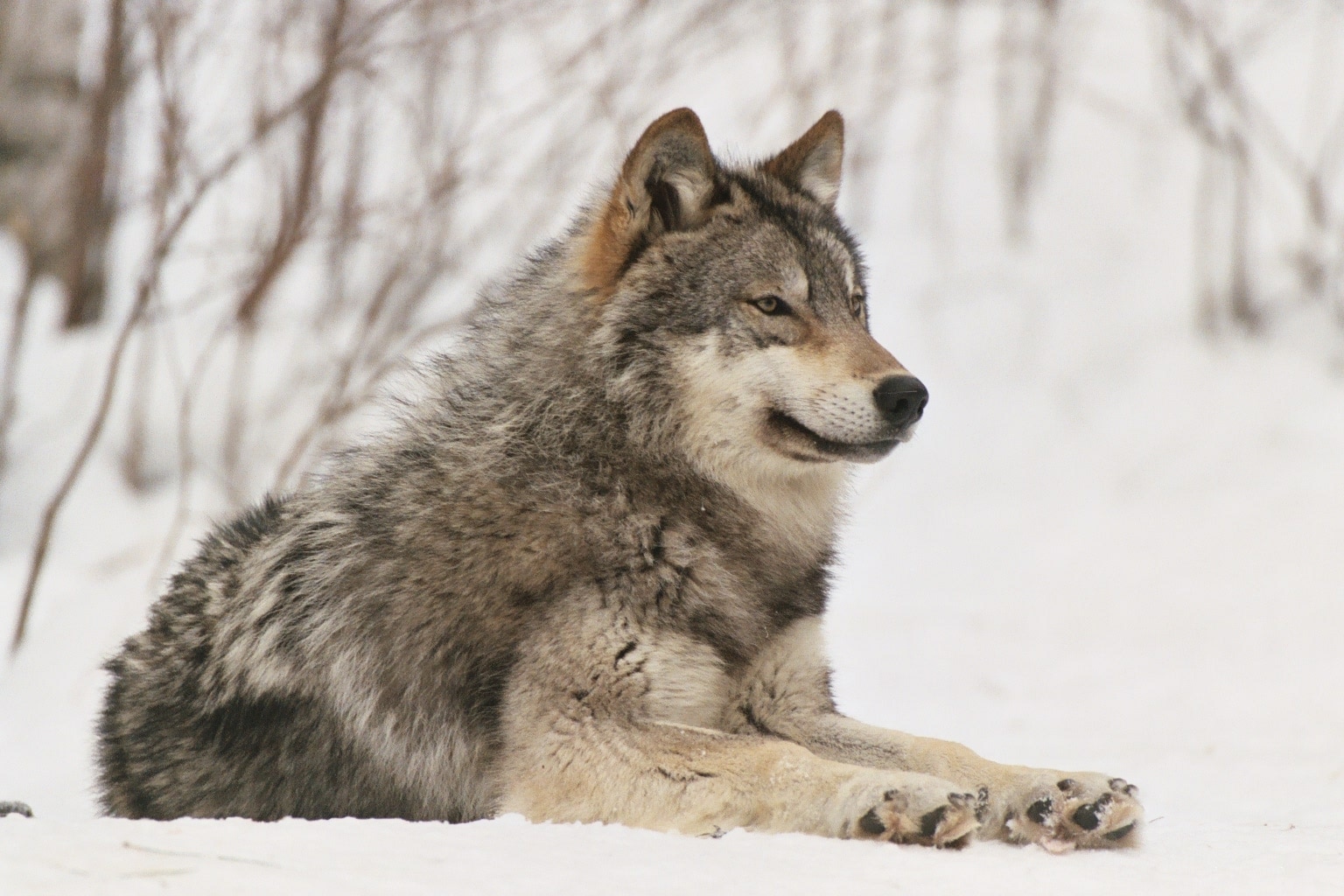 Fun Wolf Facts International Wolf Center