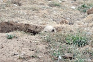 Wolf Gestation Period