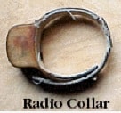 Radio collar