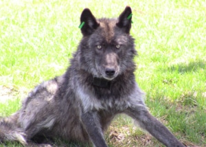 Male wolf OR4, Imnaha pack