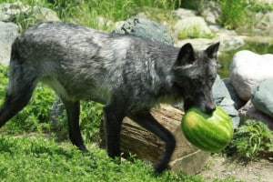 luna_wolf_enrichment