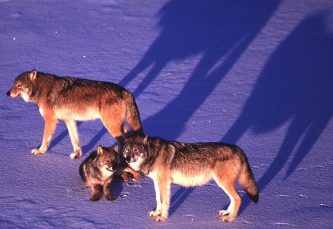 Long Riston Wolves rpeterson_08_99-(10) | International Wolf Center