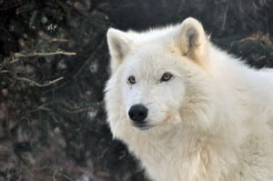 Ambassador Wolf Malik