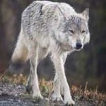 Northwestern wolf