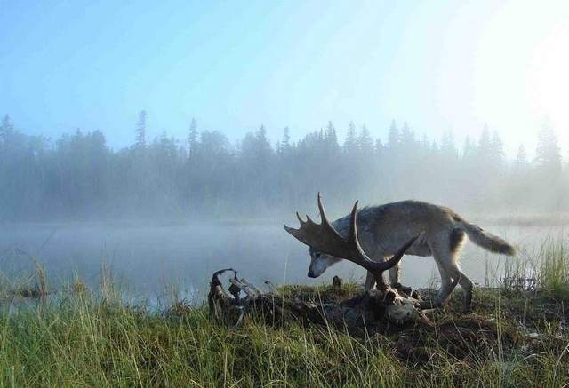 are moose predators to wolves