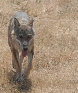 Italian wolf (Creative Commons)