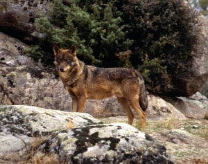 Male Iberian wolf. Image: J.C. Blanco, Spanish wolf biologist