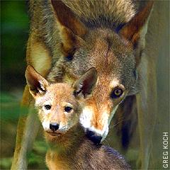 Red wolf with pup