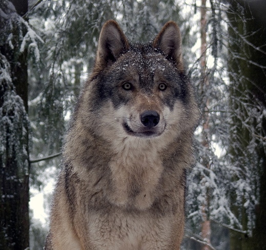 http://www.tunturisusi.com/wolf/ | International Wolf Center