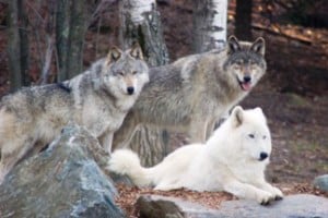 Wolf Fur Color