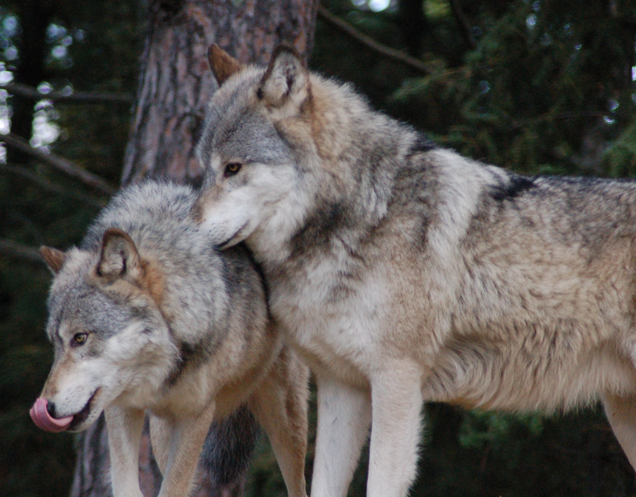 canadian wolf size