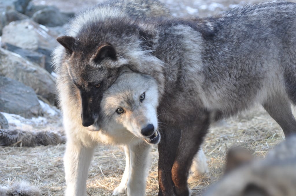 Luna Chin Rest International Wolf Center