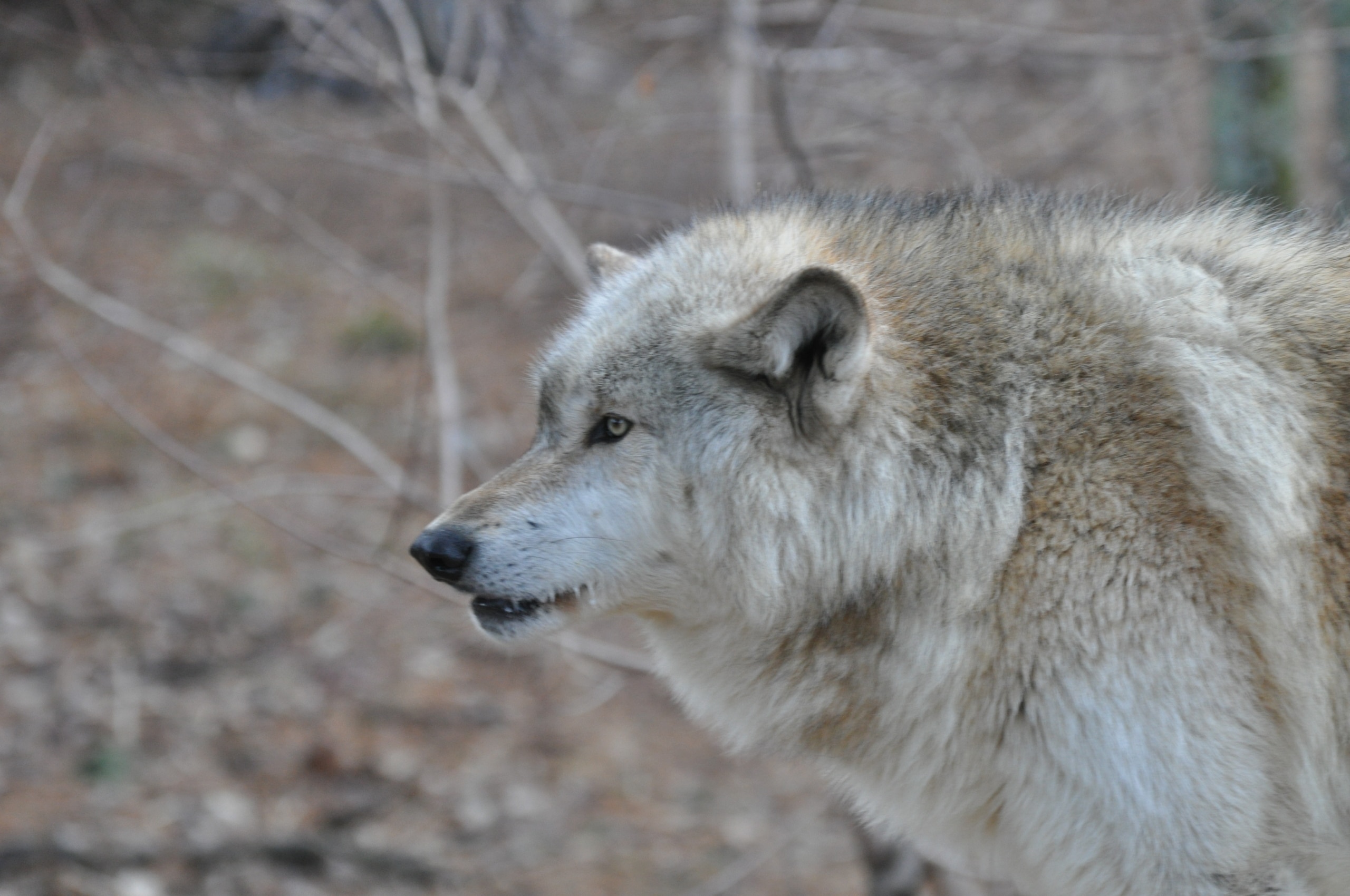 a dogs ears compared to a wolfs ears