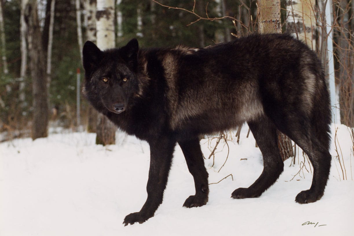 Wolves in Winter | International Wolf Center