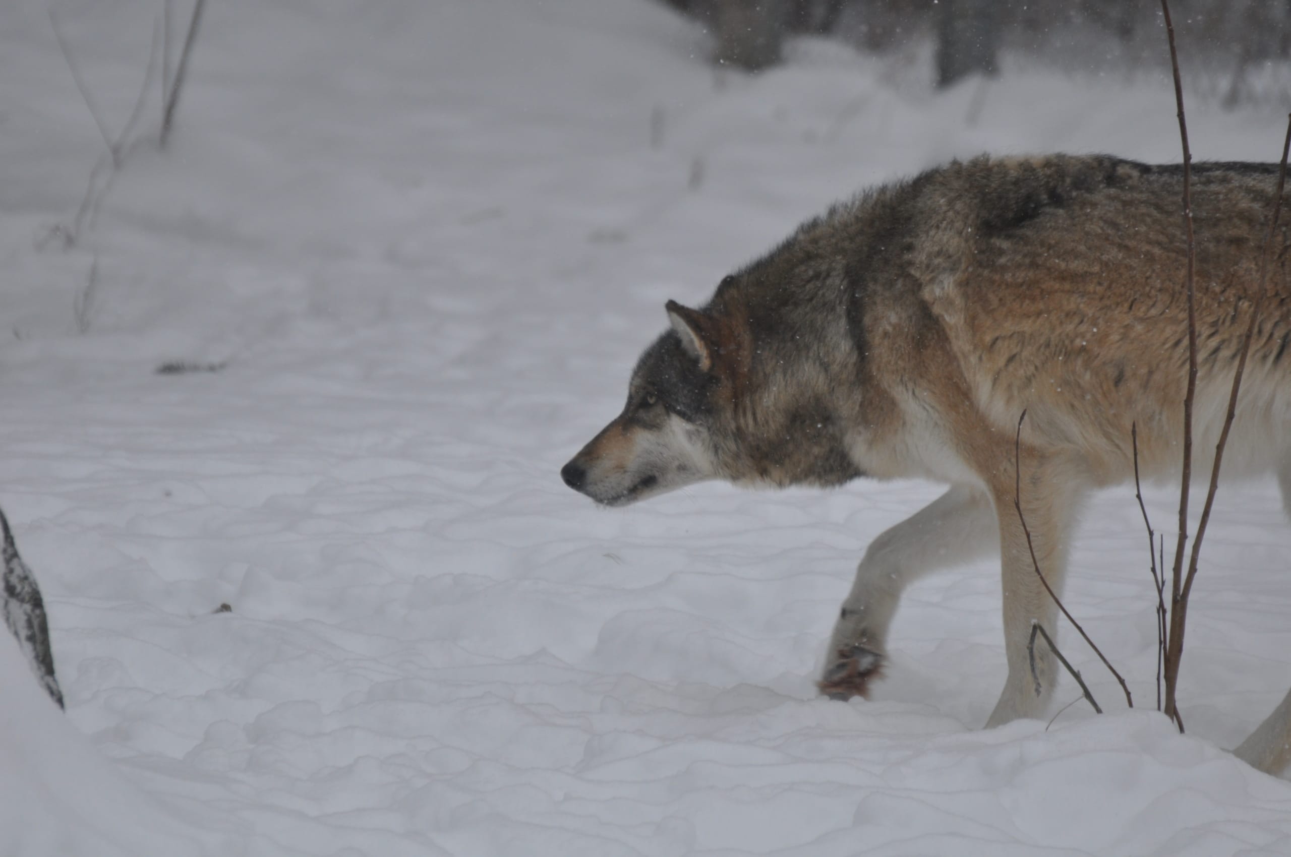 Boltz- Stalking | International Wolf Center