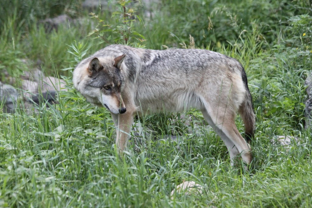 Boltz – Hiding from the flies | International Wolf Center