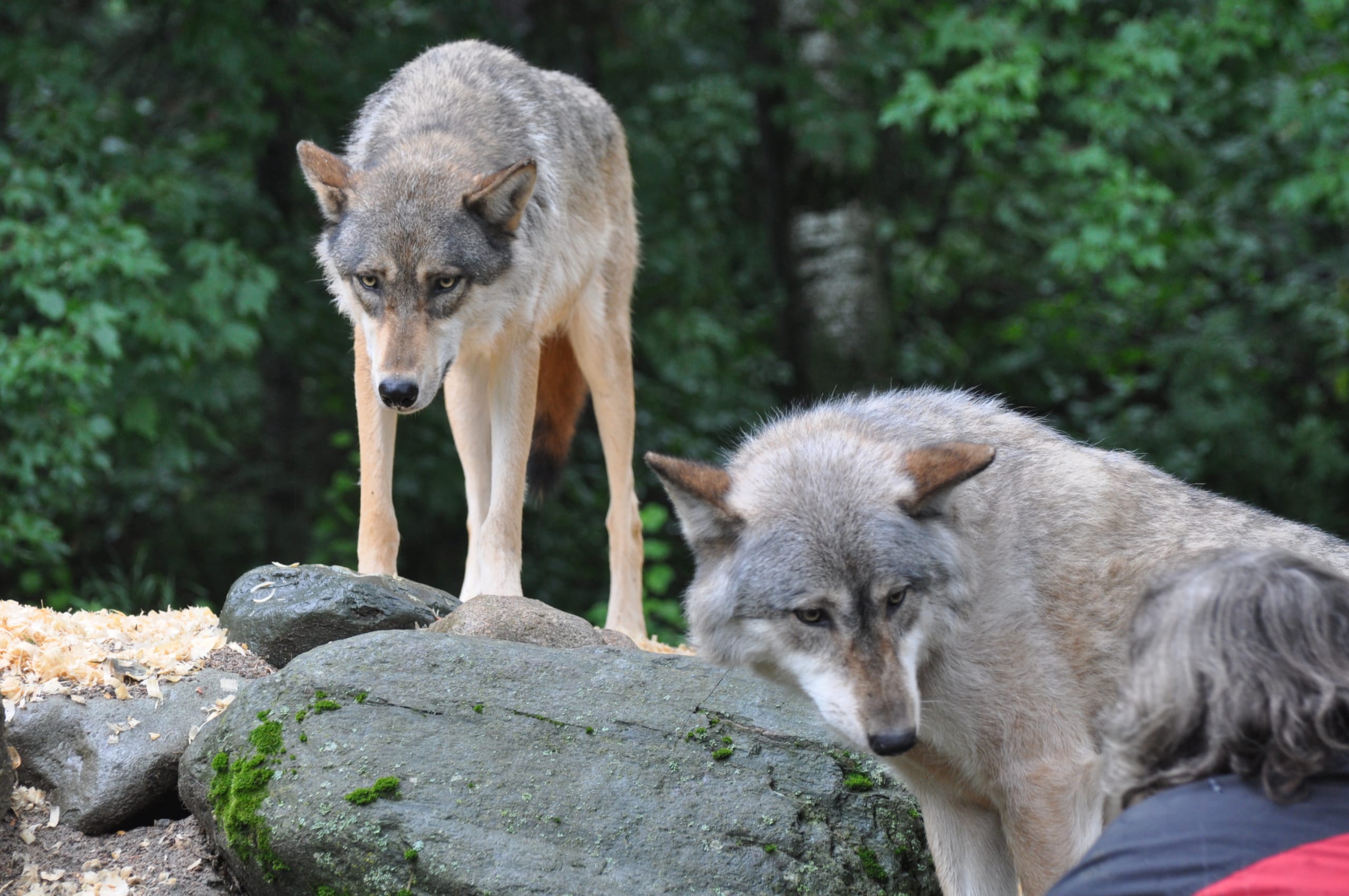 Aidan – Middle Age Woes – International Wolf Center