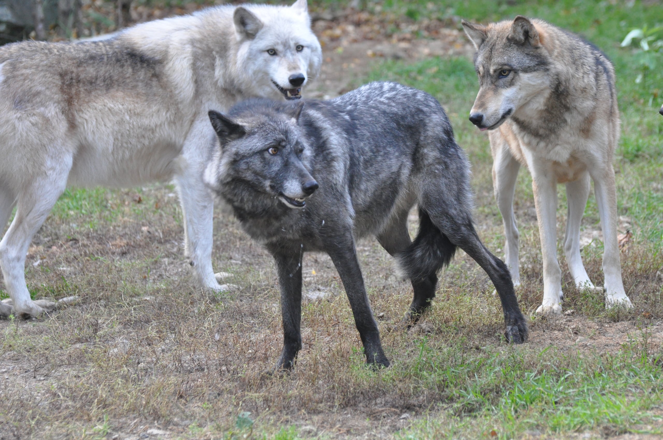 Boltz – In Tune and On Alert | International Wolf Center