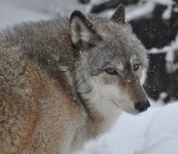 Aidan – Showing his Age | International Wolf Center