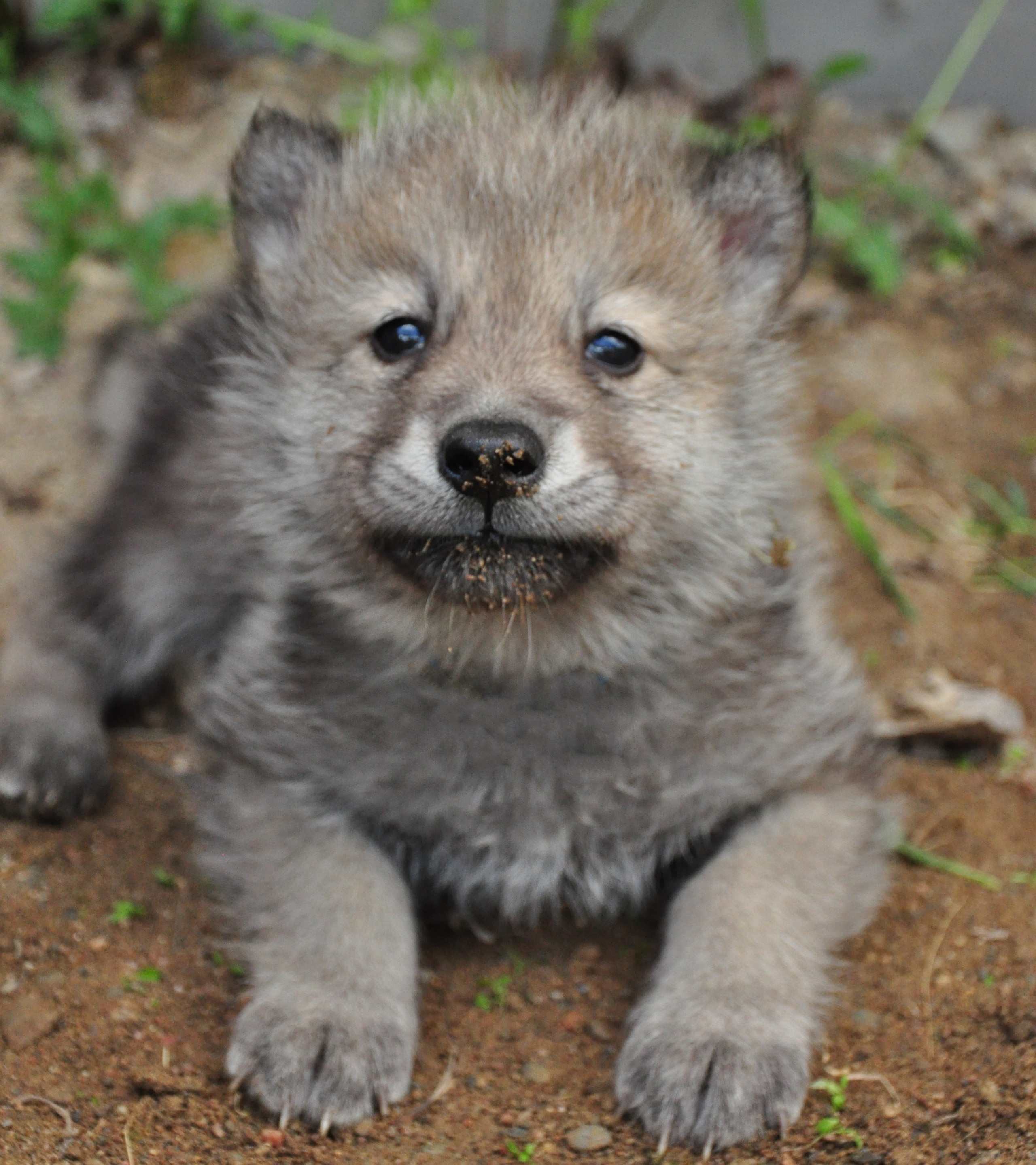 International Wolf Center » Blog Archive » Axel